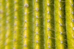 un cerca arriba de un cactus con muchos pequeño agujas foto