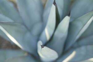 a close up of a cactus with many long, thin needles photo