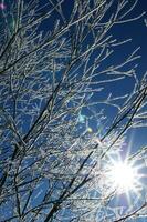 the sun shines through the branches of a tree photo