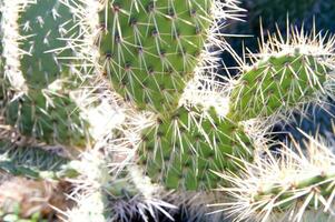 a cactus plant with many spikes photo