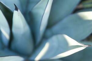 a close up of a cactus with many small needles photo