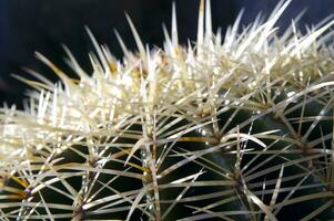 a cactus plant with many spikes photo