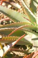 a cactus plant with many spikes photo