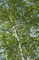 a view of a birch tree with leaves photo