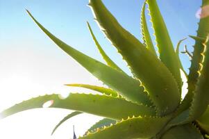 a cactus plant with many spikes photo