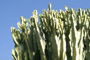 a cactus plant with long white hairs photo