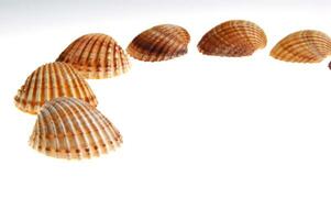 sea shells isolated on white background photo