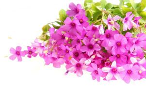 a bunch of purple flowers on a white surface photo