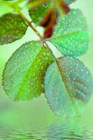 a green leaf with water droplets on it photo