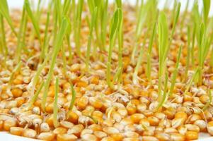 a close up of a bunch of corn sprouts photo