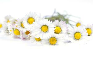 un manojo de blanco flores en un amarillo antecedentes foto