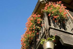 a wooden fence with flowers hanging from it photo