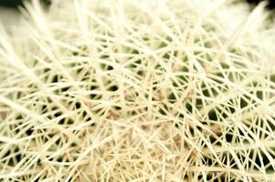 a cactus plant with many spikes photo