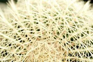 a cactus plant with many spikes photo