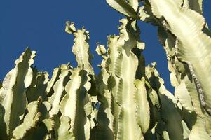 un cactus planta con muchos Picos foto