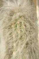 un cactus planta con muchos Picos foto