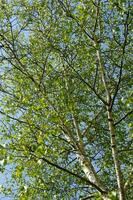 a view of a birch tree with leaves photo