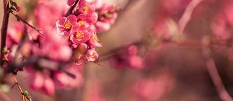 Spring background. Fresh flowers in bloom, beautiful soft colors blooming springtime tree. Peaceful artistic nature on blurred natural background. Fantastic springtime closeup photo