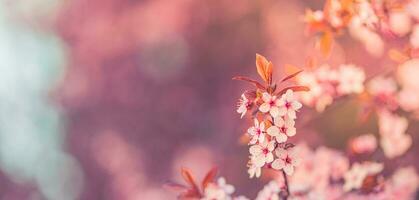 Spring background. Fresh flowers in bloom, beautiful soft colors blooming springtime tree. Peaceful artistic nature on blurred natural background. Fantastic springtime closeup photo