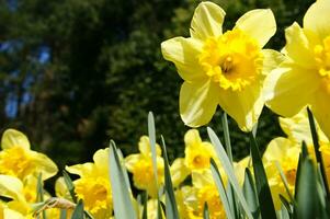 a field of yellow daffodils in the middle of a grassy field photo