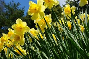 un campo de amarillo narcisos en el medio de un herboso campo foto