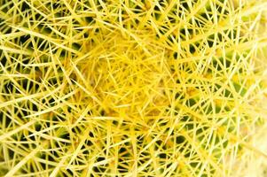 a cactus plant with many spikes photo