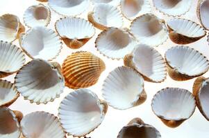 sea shells isolated on white background photo