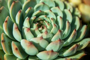 Succulent echeveria plant at morning sunlight close up. Natural healthy organic plant for medicine photo