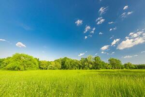 Field with fresh green grass meadow and blue sky. Summer flower meadow in the mountains, tourism, adventure. Beautiful nature view peaceful landscape. Fresh green floral natural scenery photo