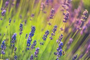 tranquilo naturaleza de cerca, floral fondo con floreciente lavanda flores primavera verano naturaleza fondo, brillante soleado clima, artístico jardín foto. foto