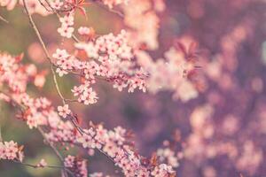 Spring background. Fresh flowers in bloom, beautiful soft colors blooming springtime tree. Peaceful artistic nature on blurred natural background. Fantastic springtime closeup photo