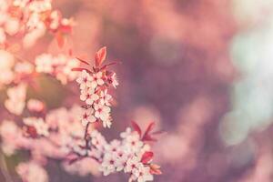 Spring background. Fresh flowers in bloom, beautiful soft colors blooming springtime tree. Peaceful artistic nature on blurred natural background. Fantastic springtime closeup photo