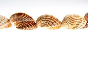 sea shells isolated on white background photo