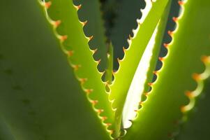 un cactus planta con largo blanco pelos foto