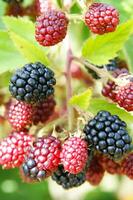 a bunch of blackberries on a branch photo