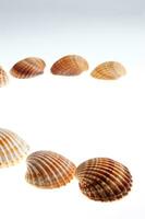 sea shells isolated on white background photo