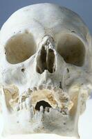 el humano cráneo foto