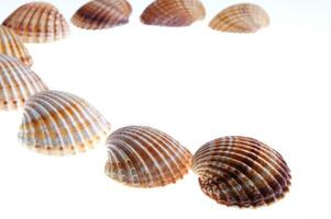 sea shells isolated on white background photo