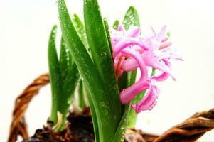 a basket with three small pink flowers in it photo