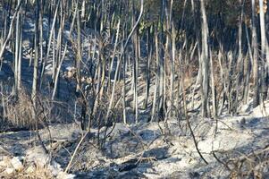 the remains of a forest after the fire photo