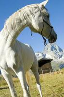 un blanco caballo en pie en un campo foto