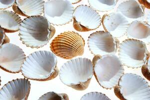 sea shells isolated on white background photo