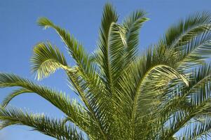 a palm tree with a bird flying in the sky photo