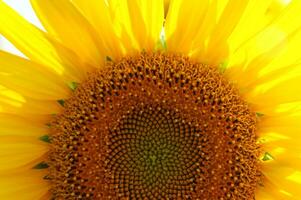 a large field of sunflowers is shown in this photo