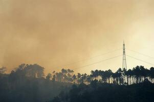 el permanece de un bosque después el fuego foto