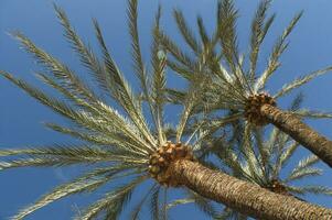 a view of two palm trees against a blue sky photo