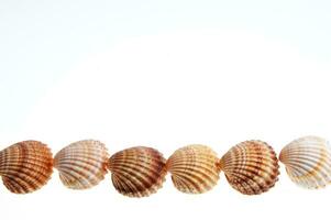 sea shells isolated on white background photo