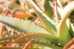 a cactus plant with many spikes photo