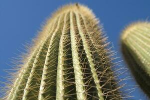 un cerca arriba de un cactus con muchos pequeño agujas foto