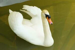 a white swan is floating in a pond photo